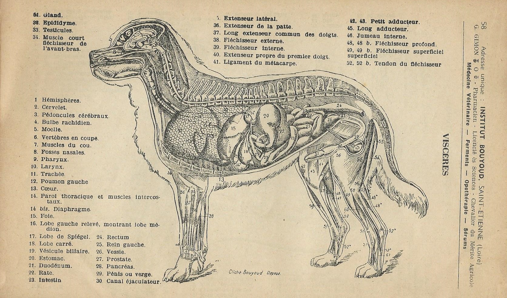 Le chien au XXe siècle